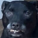 BussyCord Discord Server Icon