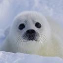 Pusa’s Cult of Seals