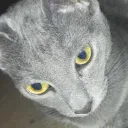 Salad's Infirmary