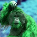 Zy's orangutan Support Group
