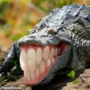 𝙲𝚛𝚘𝚌𝚘 𝙶𝚊𝚗𝚐 🐊