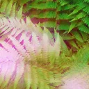 Fern de Luna