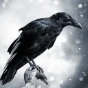 The Crow's Nest