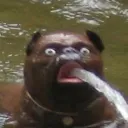 Shrine to the Water Dog