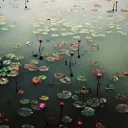 mud’s swamp