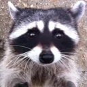 Basurero de Mapache  | アライグマのゴミ箱