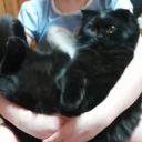 Котофеи