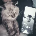 Afterlife Meow 🏳