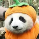 The Pumpkin Pugilists