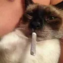 Sweet Community's icon