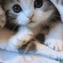 Beautiful Cats Discord Server Icon