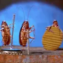Bichito
