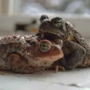 Toads & Reptiles world
