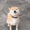 Doggo Jam (now with sand)