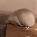 Rats in the Sewer