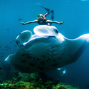 Manta Ray Appreciation Server Icon