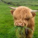 Cow Cult