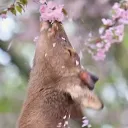 鹿の祠