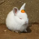 うさぎ小屋