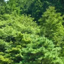 庭園
