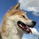 Shiba's community