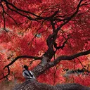 Maple Lodge