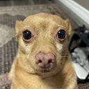 chill random server's icon