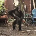 The Sex Jungle