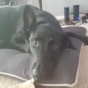 dog appreciation server