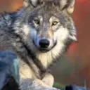 Servidor do lobo