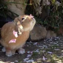 .·͙*̩̩͙˚̩̥̩*̩̩̥Bunny’s Den*̩̩̥˚̩̥̩*̩̩͙‧͙