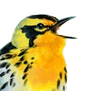 Songbirder's Roost