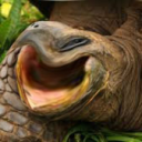 DieSchischkr&amp;ouml;te's server Server Icon
