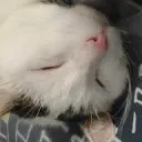 c  a  t