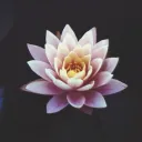 The Lotus Pond