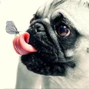 pug are cute! Icon