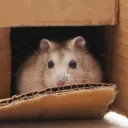 The Upset Hamster House