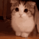 ðð”ð“ð„ð‹ð‹ð€Ä°ð’ð“ð€ð&amp;hearts; Server Icon