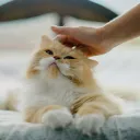 ПОГЛАДЬ КОТА