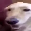 House of Butter Dog