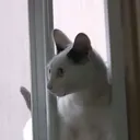 ロッシーと愉快な仲間達