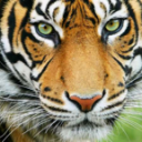 Tiger Free Stock Chat