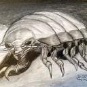 Isopod Wonderland
