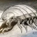 Isopod Wonderland