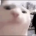 𝘽𝙤𝙣𝙙𝙚 𝙙𝙤 𝙕𝙖𝙧𝙩𝙮𝙠!
