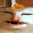 Meowmaritus Zone