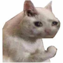 server for weebs and non weebs Server Icon