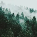The Treehouse