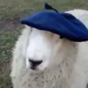 𝕃𝕒 ℂ𝕒𝕤𝕚𝕥𝕒