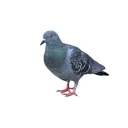 Gang dos Pombos